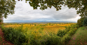 Stock Image: Viticulture in Germany