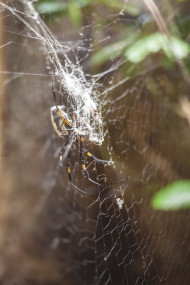 Stock Image: Wasp spider in her web