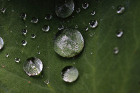 Stock Image: water drops on a leaf