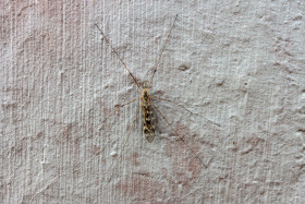 Stock Image: Weaver's Gnat on Cellar Wall