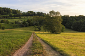 Stock Image: Weeping willow on a field in germany