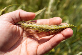 Stock Image: Weizenähre in a Hand