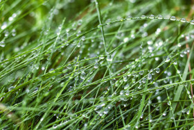 Stock Image: wet green grass background