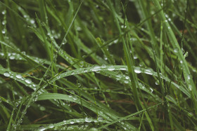 Stock Image: wet green grass - meadow after rain