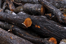 Stock Image: wet logs