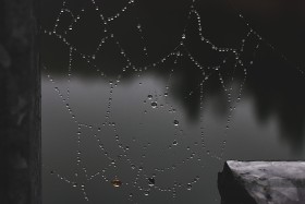Stock Image: wet spider web