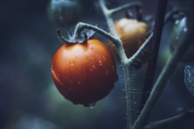 Stock Image: wet tomato macro background