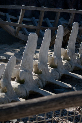 Stock Image: whalebones