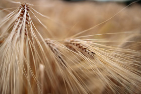 Stock Image: Wheat background
