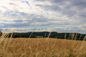 Stock Image: Wheat field