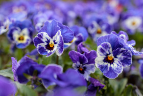 Stock Image: white and dark purple viola flowers