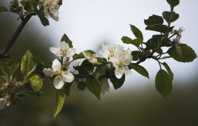Stock Image: white appletree blossom flower
