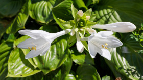 Stock Image: White August Lily Hosta plantaginea Grandiflora