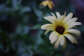 Stock Image: white autumn blossom