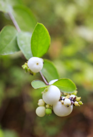 Stock Image: White berries Symphoricarpos albus laevigatus Common snowberry