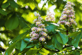 Stock Image: white blooming chestnut tree flowers in spring