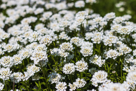 Stock Image: white blooming flower sea - texture background