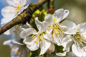 Stock Image: white cherry blossoms april