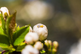Stock Image: white cherry blossoms april