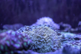 Stock Image: white coral under the sea