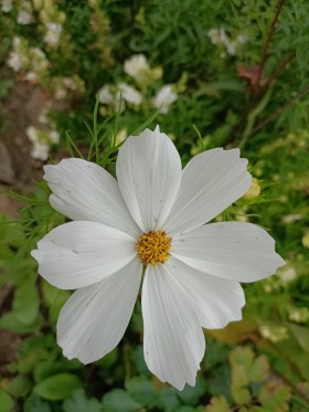 Stock Image: White Cosmos Flower