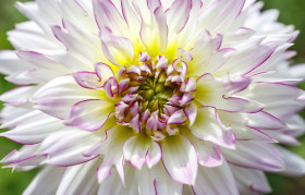 Stock Image: White Dahlia Flower Close-Up