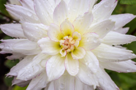 Stock Image: white dahlia flower in the rain