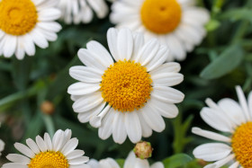 Stock Image: white daisy flower macro