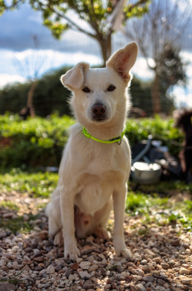 Stock Image: White Dog