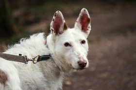 Stock Image: white dog on forest way
