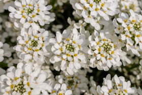 Stock Image: White Evergreen Candytuft Flower Background