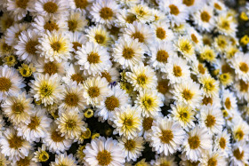 Stock Image: White everlasting flowers background