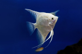 Stock Image: white fish