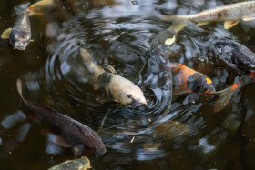 Stock Image: White fish peeking out of the water