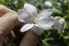 Stock Image: Impatiens walleriana white flower between fingers