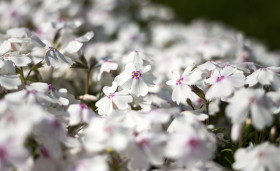 Stock Image: white garden flowers