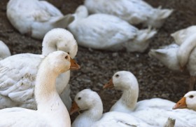 Stock Image: white geese breeding