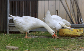 Stock Image: White geese on a farm drink from a yellow bowl