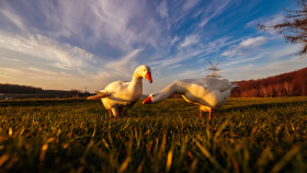 Stock Image: white geese on a rural landscape on a green meadow