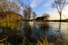 Stock Image: White geese swim in the pond