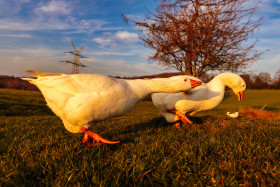 Stock Image: White Geese walking