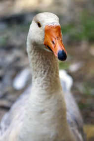 Stock Image: White goose close up
