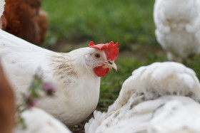 Stock Image: White Hen