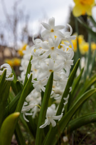 Stock Image: White hyacinth blooms in the garden