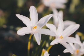 Stock Image: White lily flowers