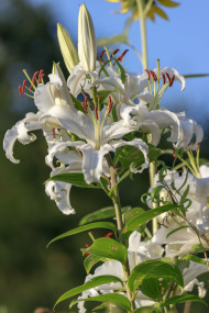 Stock Image: White lily in august summer