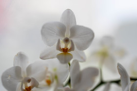 Stock Image: White orchids