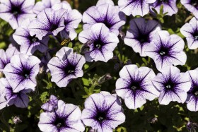 Stock Image: white purple flowers