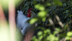 Stock Image: white rooster