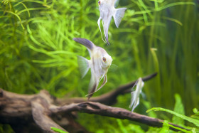 Stock Image: White Scalare Fish